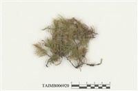 藏品(美綠鋸苔)的圖片